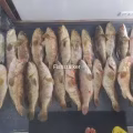 野生海鱼味美甘甜，便宜出售 图片 1