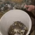 新加坡钓螃蟹钓和鱼网钓螃蟹一留！不会的可以教学 图片 2