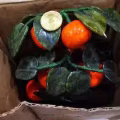 貔貅 图片 6