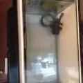 养鱼器材(鱼缸，过滤器材) 图片 2