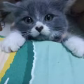 英国长毛蓝猫生的。  剩1只哦.萌萌哒，QQ弹弹，  软软糯糯的妹妹哦 !  非 图片 2