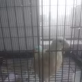转让会下蛋的鹌鹑+笼子 图片 2