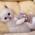 布偶宝宝 图片 1