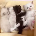 布偶宝宝 图片 3