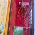 东北10年野山参 图片 3