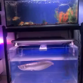 鱼缸 图片 2