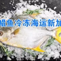 金鲳鱼冷冻海运新加坡,湛江水产金鲳鱼顺利出海新加坡 图片 1