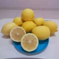 柠檬 图片 3