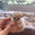 头绳 图片 4