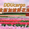 荷兰鲜花空运新加坡,专业鲜花新加坡本地清关派送公司 图片 1