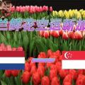 荷兰鲜花空运新加坡,专业鲜花新加坡本地清关派送公司 图片 2