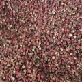 出售四川青花椒粒，红花椒粒 图片 2