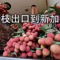 广东荔枝冷藏海运新加坡,荔枝出口新加坡最快7天可到商超 图片 1