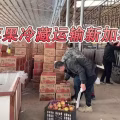 苹果冷藏海运新加坡,山东烟台苹果从青岛港海运新加坡 图片 1
