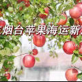 苹果冷藏海运新加坡,山东烟台苹果从青岛港海运新加坡 图片 2