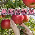 苹果冷藏海运新加坡,山东烟台苹果从青岛港海运新加坡 图片 3