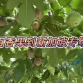 广西百香果空运新加坡,新加坡奶茶店专业百香果空运新加坡 图片 1