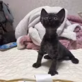 德文卷毛猫 图片 1