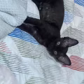 德文卷毛猫 图片 2