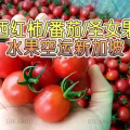 圣女果/小番茄/蔬果从云南昆明空运新加坡 图片 1