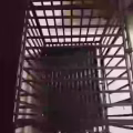全新狗笼 图片 4