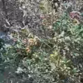 山茶油 图片 1