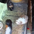 荷兰猪有价领养 图片 1