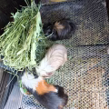 荷兰猪有价领养 图片 2