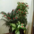 全新.新年植物盆栽装饰挂件.家用商用.大植物小植物都可用 图片 4