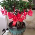 全新.新年植物盆栽装饰挂件.家用商用.大植物小植物都可用 图片 6