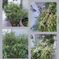 Transform 1 & 2 植物肥料水 图片 7