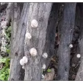 出售香菇 图片 2