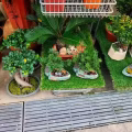 本店有多种植物盆栽 欢迎选购 图片 2