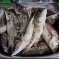 海鱼 图片 2
