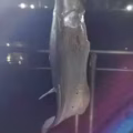 钓鱼竿 和装备 图片 3