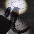 钓鱼竿 和装备 图片 7