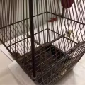 鸟笼 图片 1