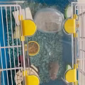 Hamster, 2 years old 图片 1