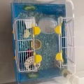 Hamster, 2 years old 图片 2
