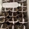大闸蟹 图片 2