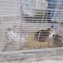 家庭小宠物鹌鹑