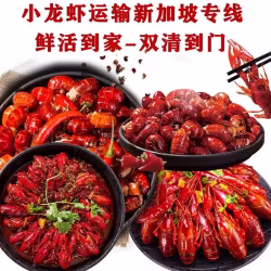 小龙虾如何运输到新加坡，多少天能到？小编带你了解
