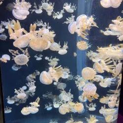 求购二手变速车一辆
