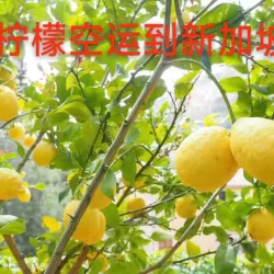 中国空运水果到新加坡包清关到门服务