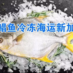 金鲳鱼冷冻海运新加坡,湛江水产金鲳鱼顺利出海新加坡