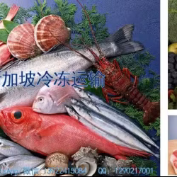 新加坡冷链运输优势，可以运输哪些冷冻食品