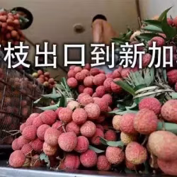 广东荔枝冷藏海运新加坡,荔枝出口新加坡最快7天可到商超