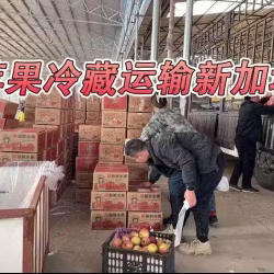 苹果冷藏海运新加坡,山东烟台苹果从青岛港海运新加坡