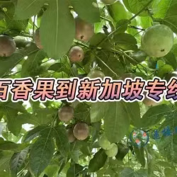 广西百香果空运新加坡,新加坡奶茶店专业百香果空运新加坡
