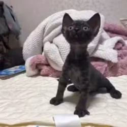 德文卷毛猫